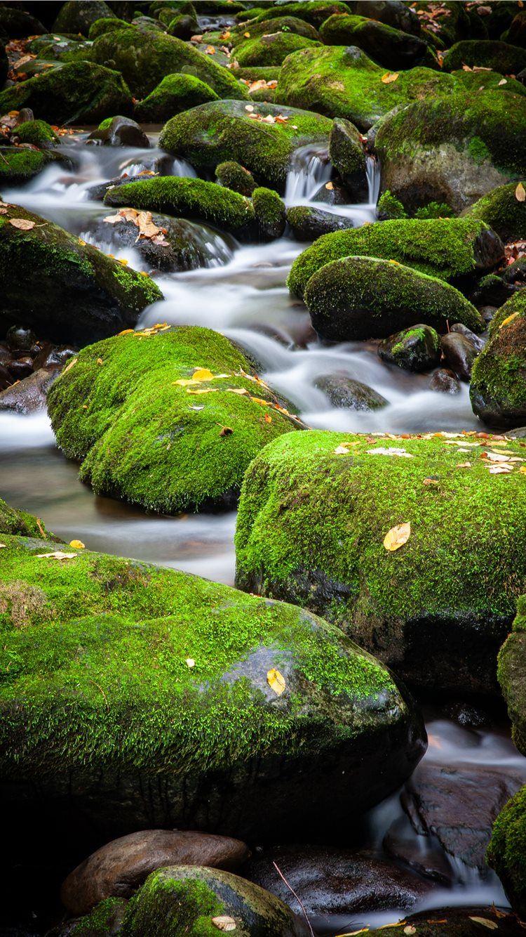 750x1334 Best Algae iPhone 8 Wallpaper HD 2020 .
