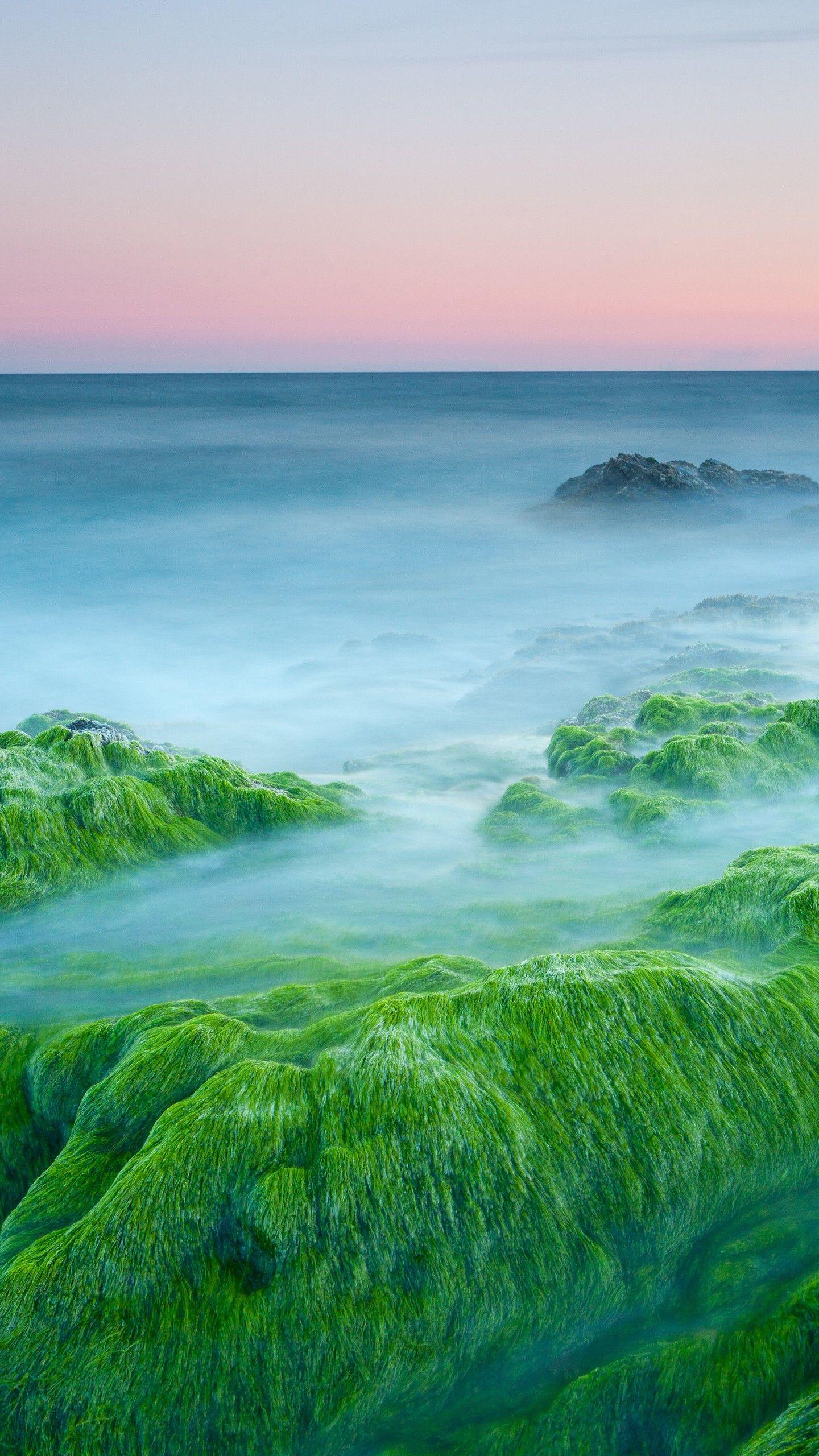 1440x2560 Wallpaper Algae, Stones, Sea, Sunset .