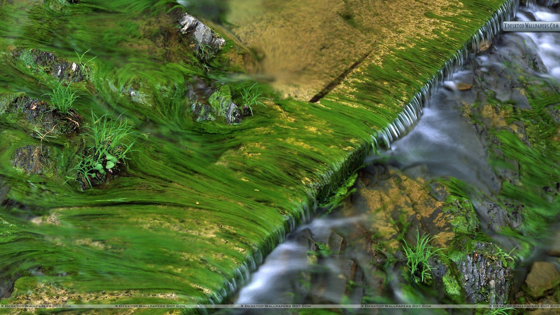 1920x1080 Algae