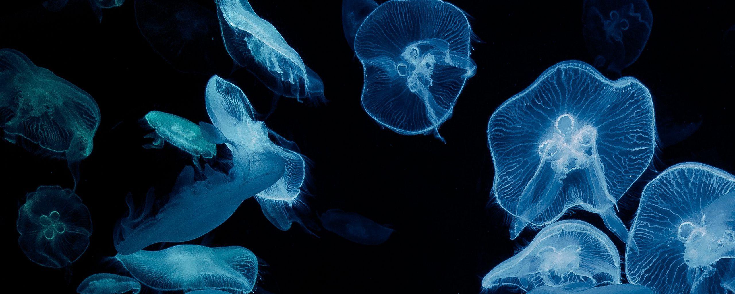 2560x1024 Download wallpaper 2560x1024 jellyfish, glow, aquarium, aesthetics, black ultrawide monitor HD background