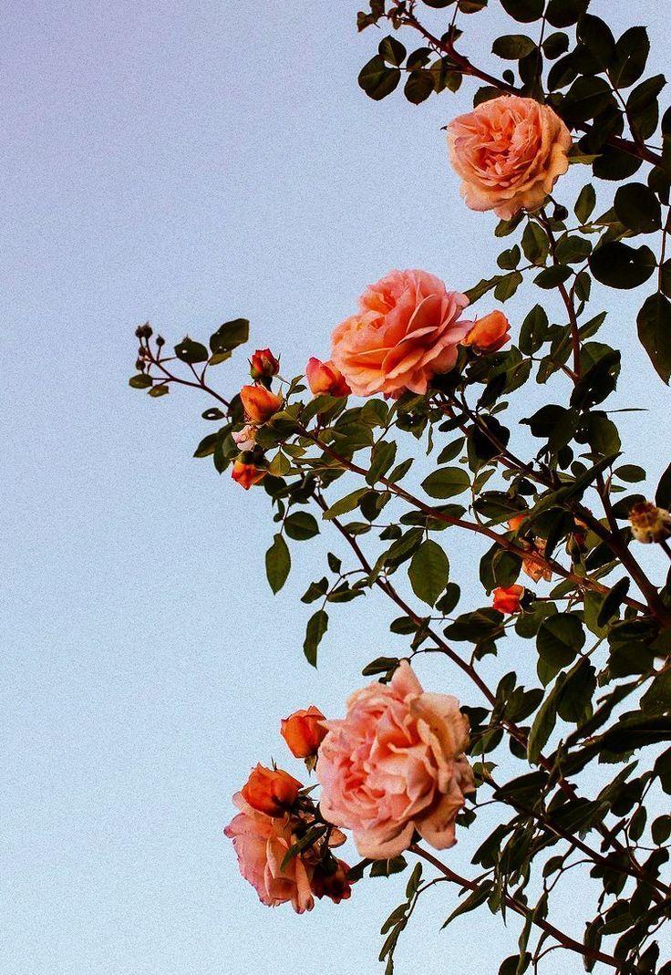 736x1069 fairytale #garden #spring #littlewonders #fairytale #garden #spring #littlewonders The post #fai. Flower iphone wallpaper, Nature aesthetic, Nature photography