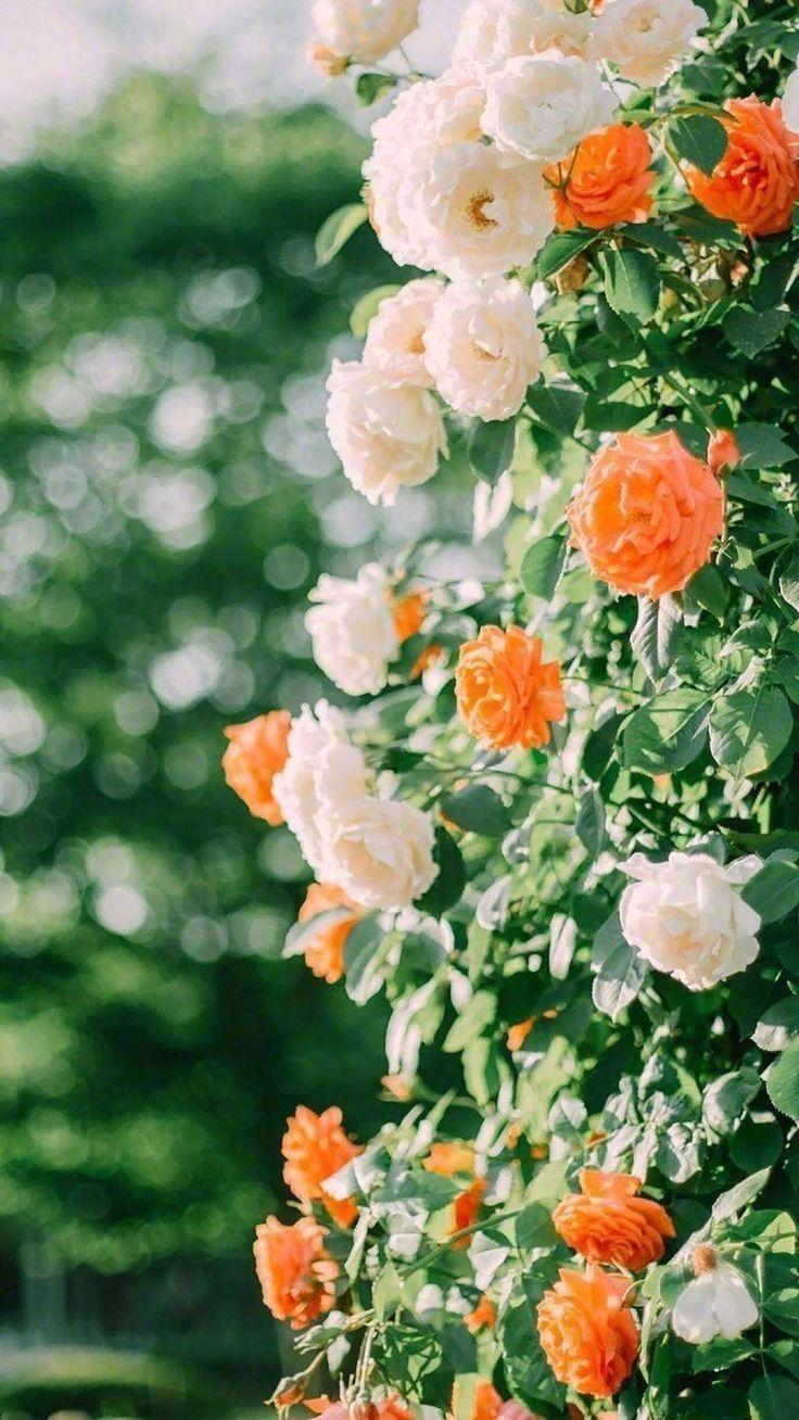 736x1308 ธรรมชาติ. Flower aesthetic, Beautiful flowers wallpaper, Spring wallpaper
