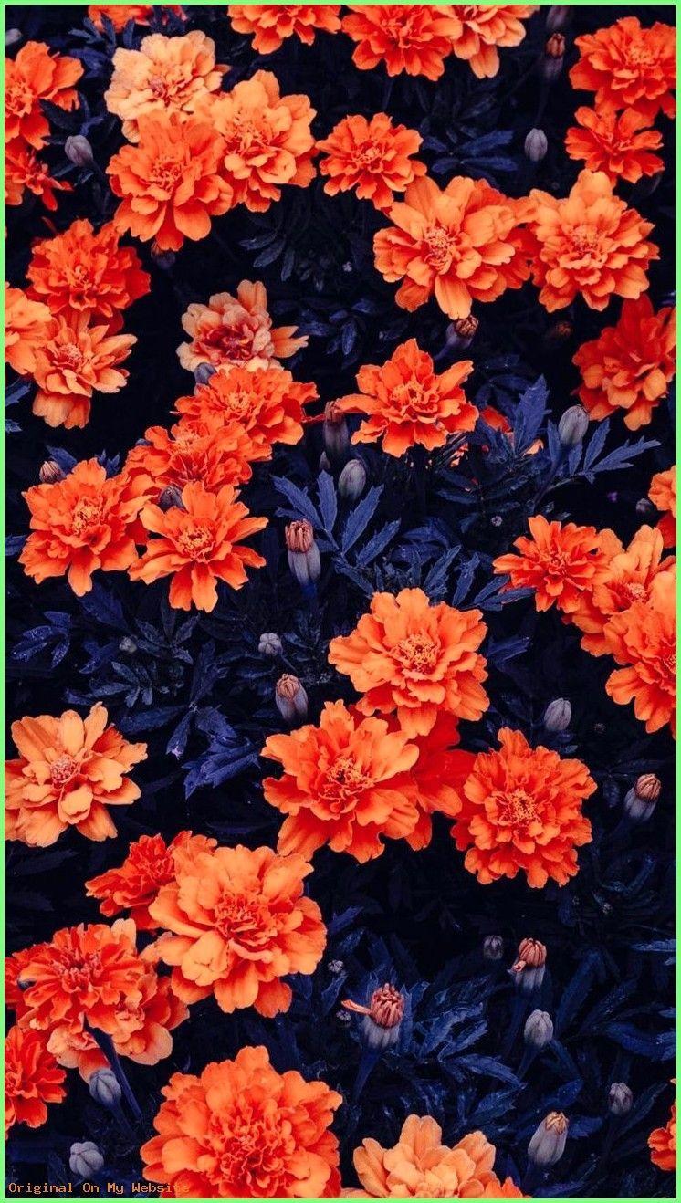 746x1318 Wallpaper Background Aesthetic Flowers Garden 4K Ultra HD Mobile Wallpaper. #wallp. Flower phone wallpaper, Orange wallpaper, Flower wallpaper