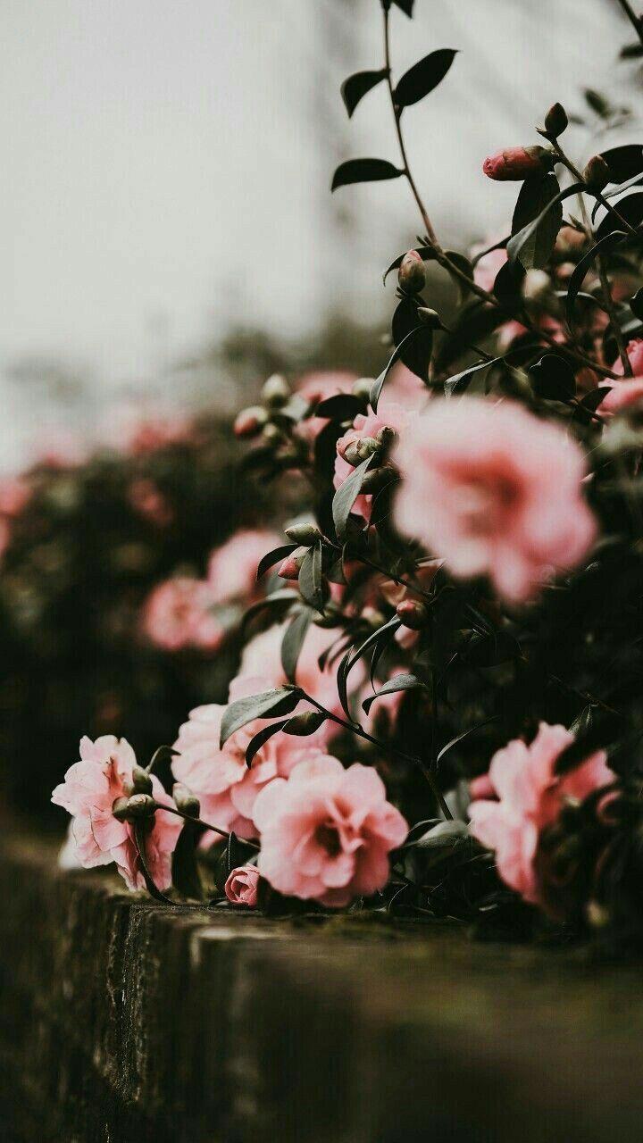 720x1280 Flower Garden Background Aesthetic