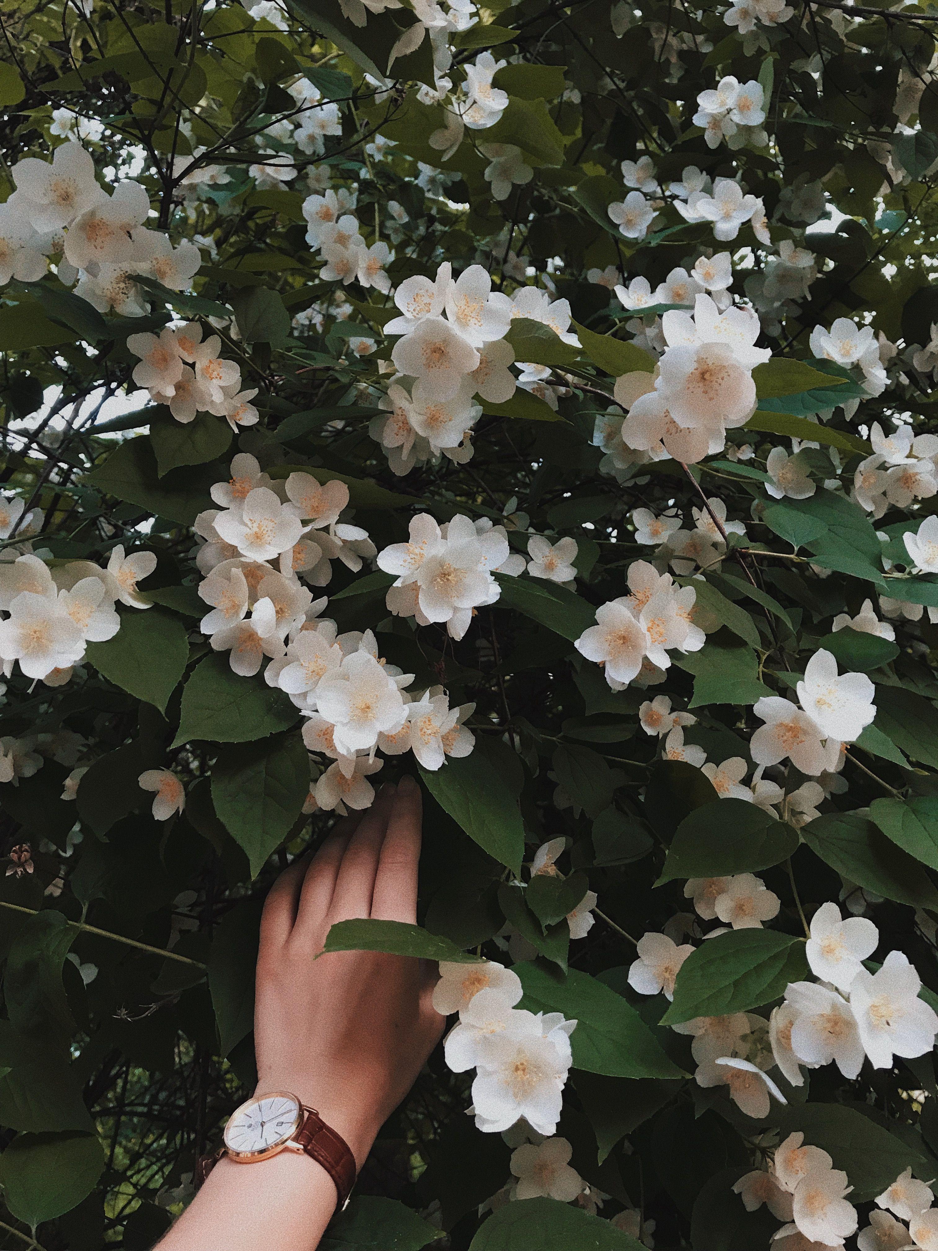 3024x4032 jasmine in the garden. Jasmine flower, Flower aesthetic, Vintage flowers wallpaper