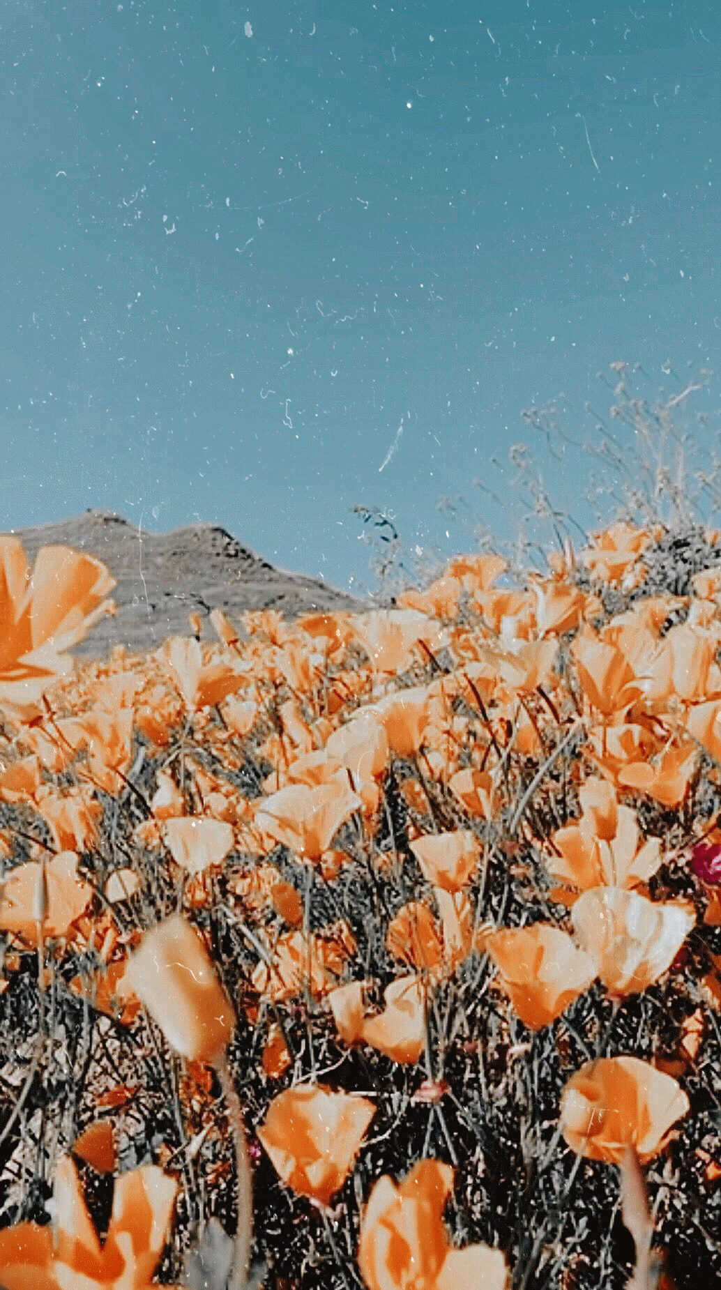 1034x1850 