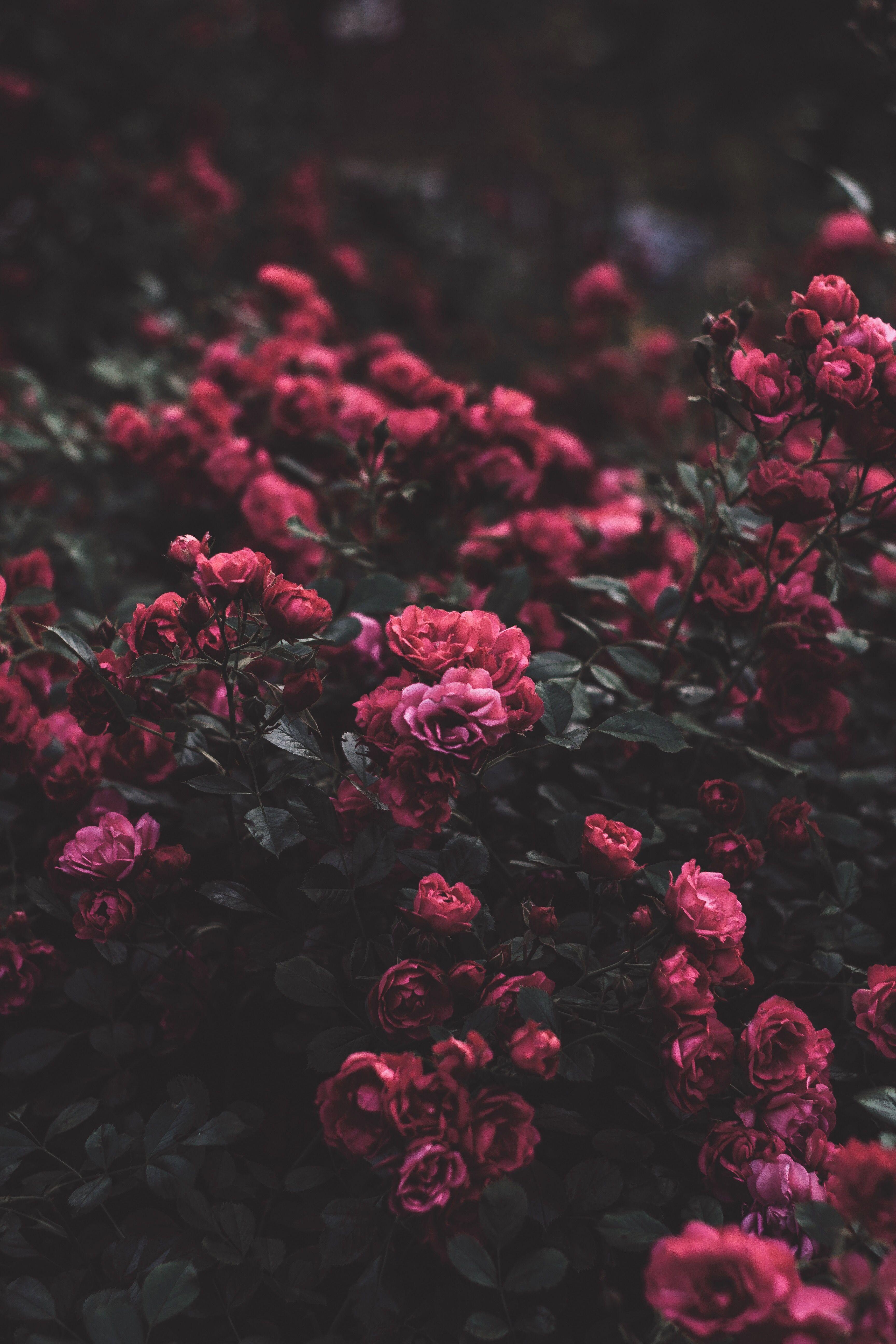 3456x5184 Flower Aesthetic Wallpaper 3456×5184