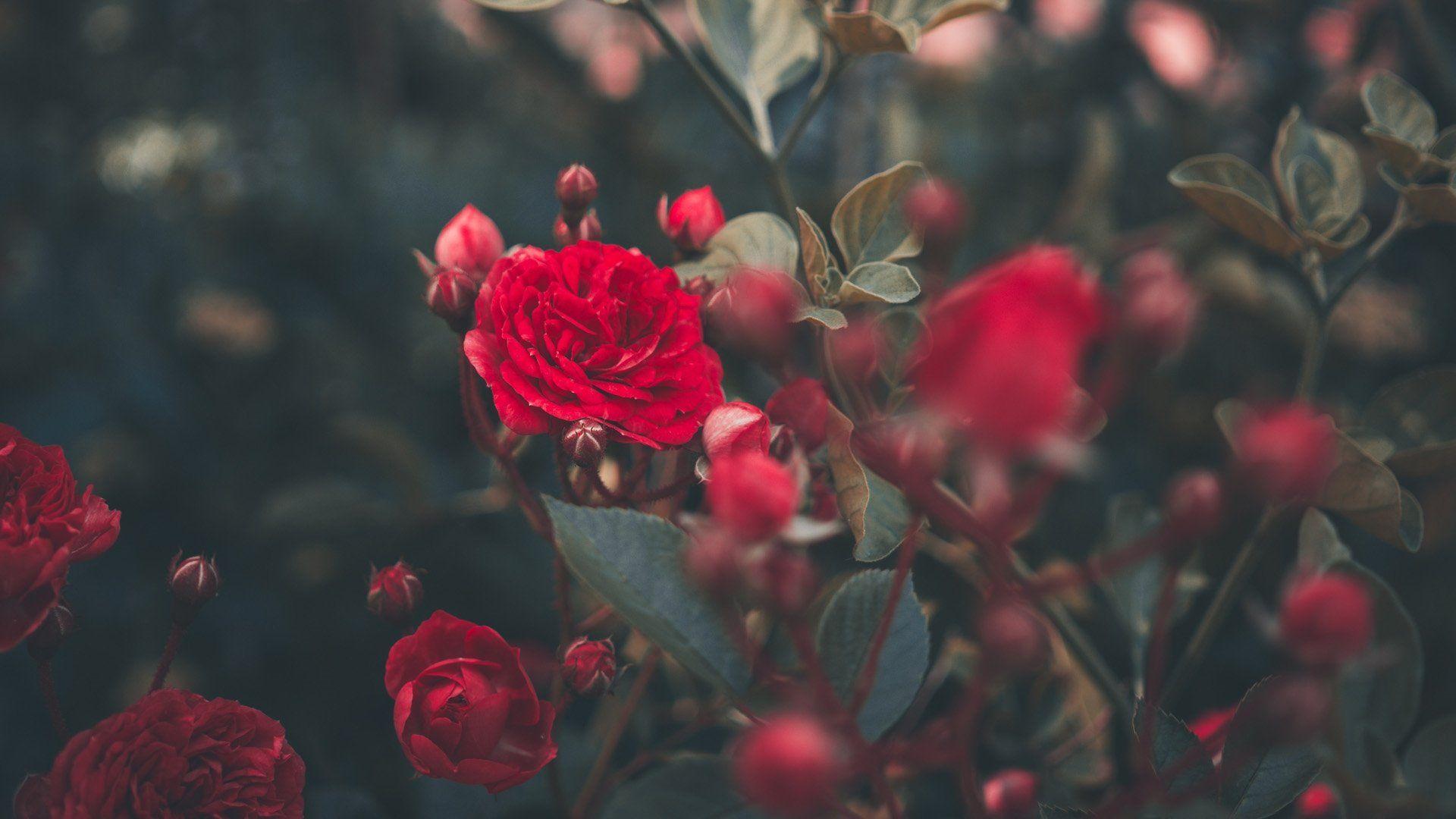 1920x1080 Rose Aesthetic Wallpaper 1920×1080