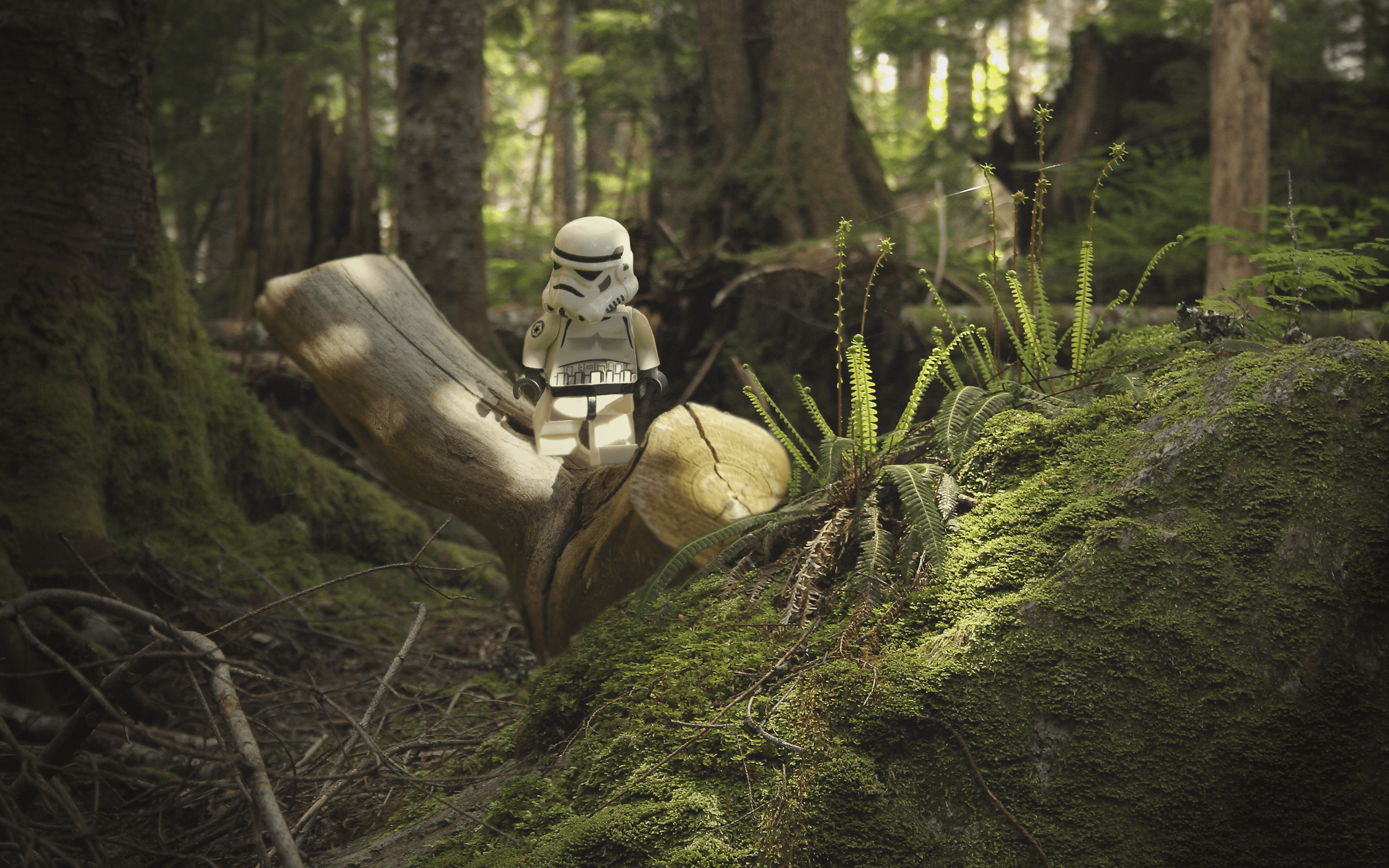 2560x1600 Endor Wallpaper