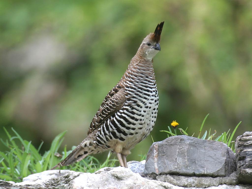 1024x768 Quail Wallpaper