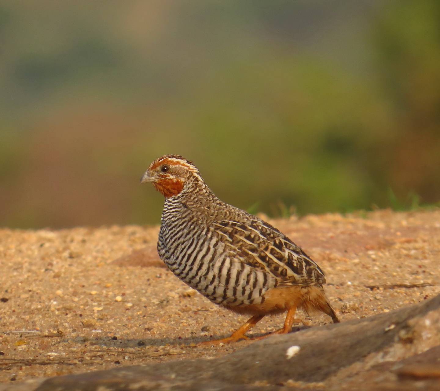 Quail Wallpapers - Top Free Quail Backgrounds - WallpaperAccess