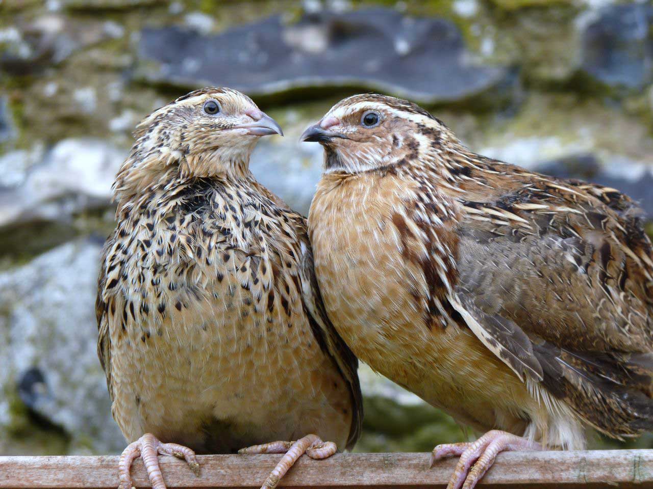 Quail Wallpapers - Top Free Quail Backgrounds - WallpaperAccess