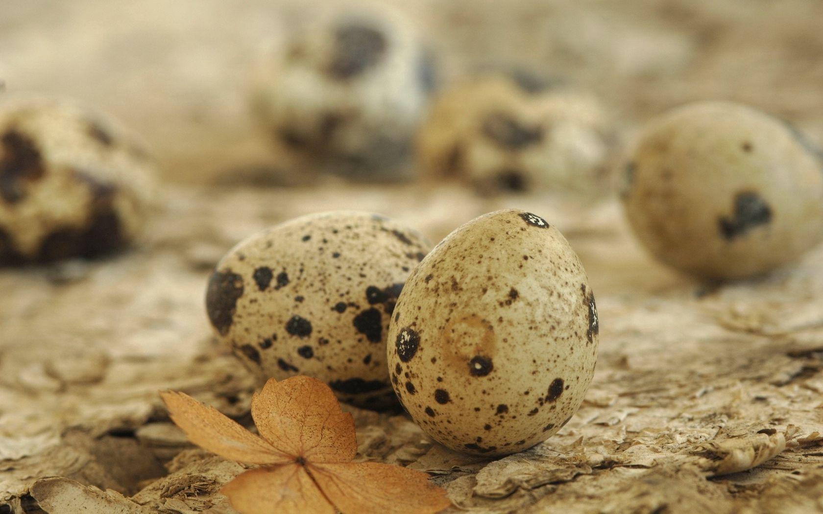 1680x1050 Download wallpaper 1680x1050 eggs, spotted quail, leaf widescreen 16:10 HD background