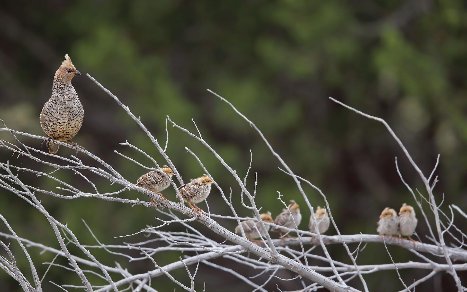 Quail Wallpapers - Top Free Quail Backgrounds - WallpaperAccess