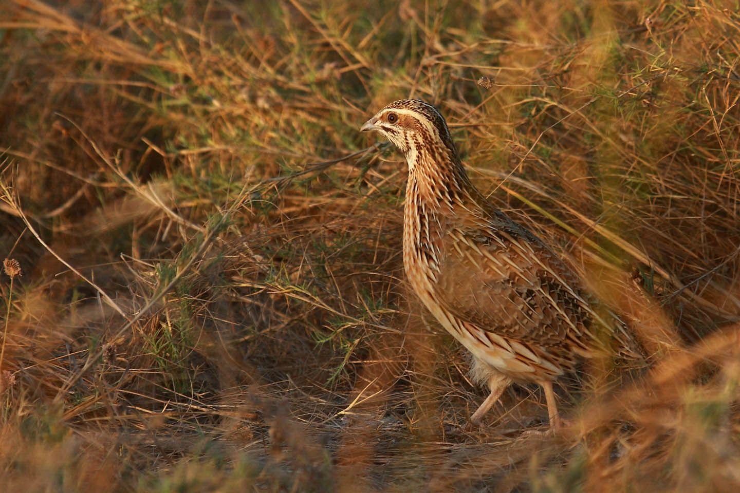 Quail Wallpapers - Top Free Quail Backgrounds - WallpaperAccess