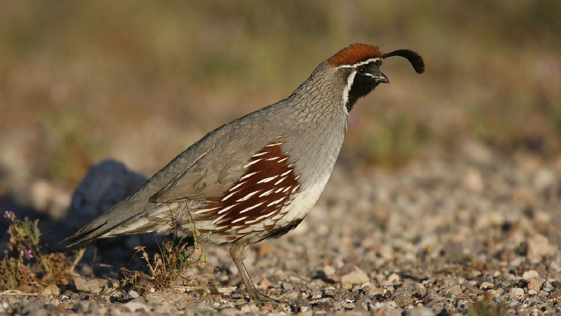 Quail Wallpapers - Top Free Quail Backgrounds - WallpaperAccess