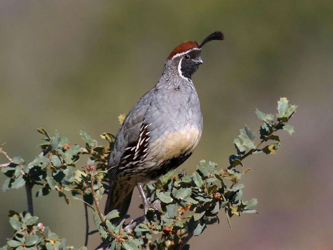 1152x864 Free download Forest and Field Bird Wallpaper [1152x864] for your Desktop, Mobile & Tablet. Explore Quail Wallpaper. Quail Wallpaper, Quail Wallpaper Border