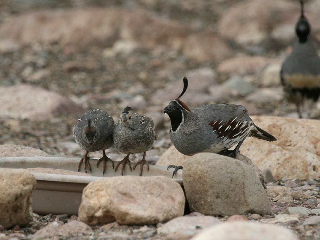 Quail Wallpapers - Top Free Quail Backgrounds - WallpaperAccess