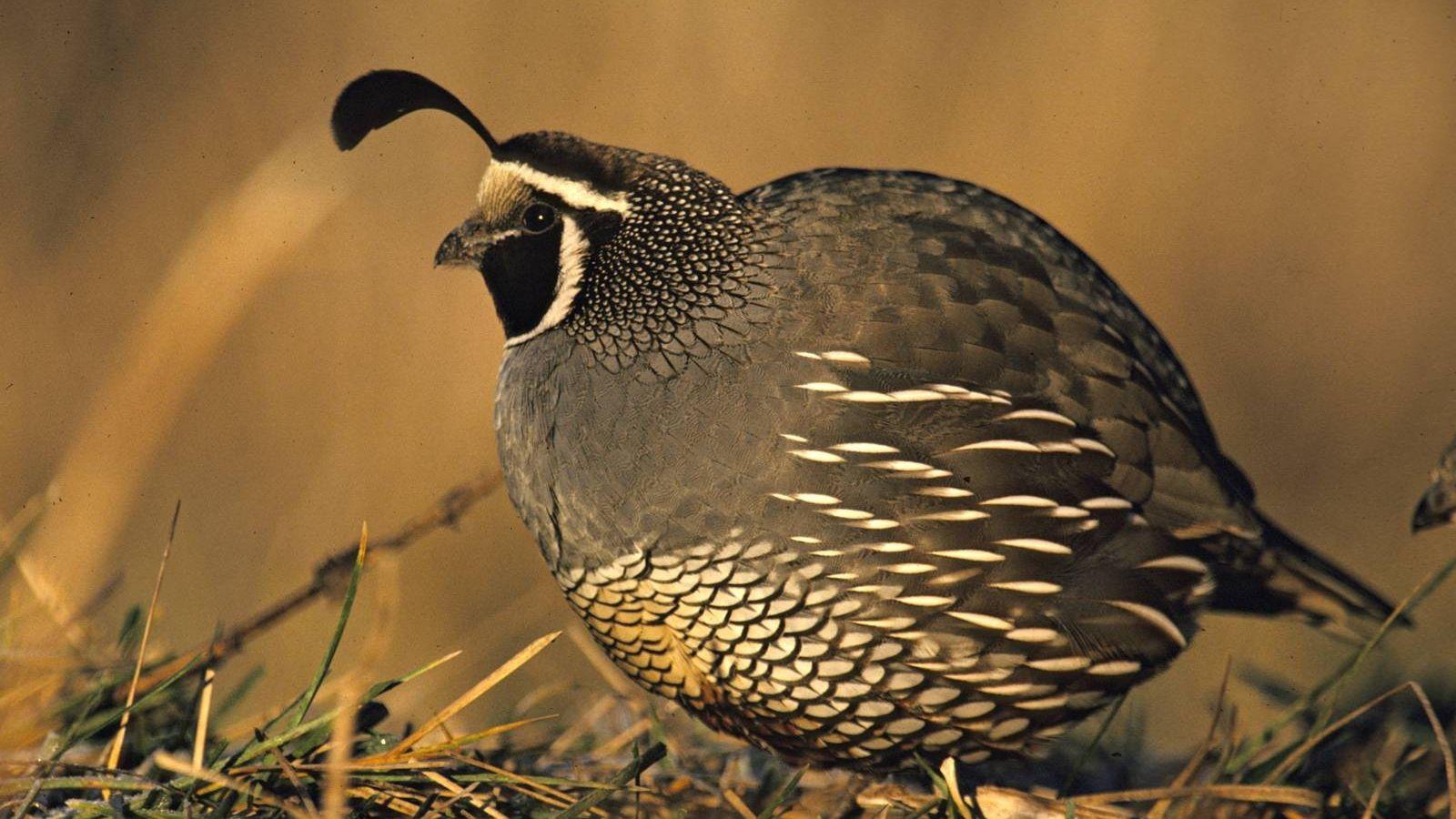 Quail Wallpapers - Top Free Quail Backgrounds - WallpaperAccess