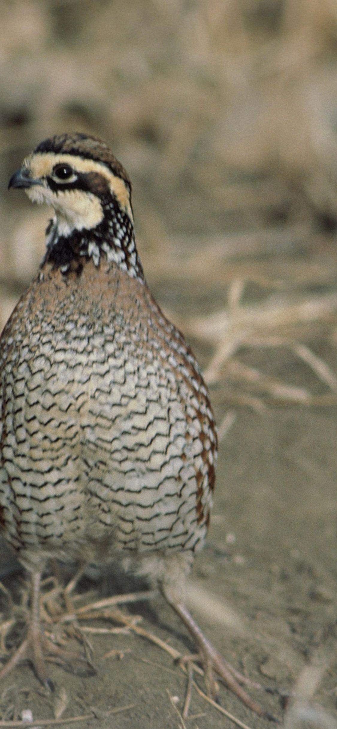 Quail Wallpapers - Top Free Quail Backgrounds - WallpaperAccess