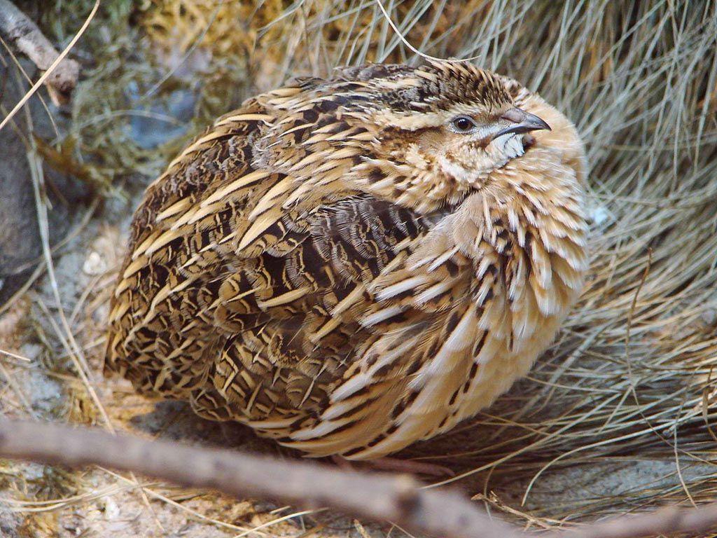 1024x768 Quail Egg Wallpaper. Easter Egg Wallpaper, Ender Dragon Egg Wallpaper and Egg Wallpaper