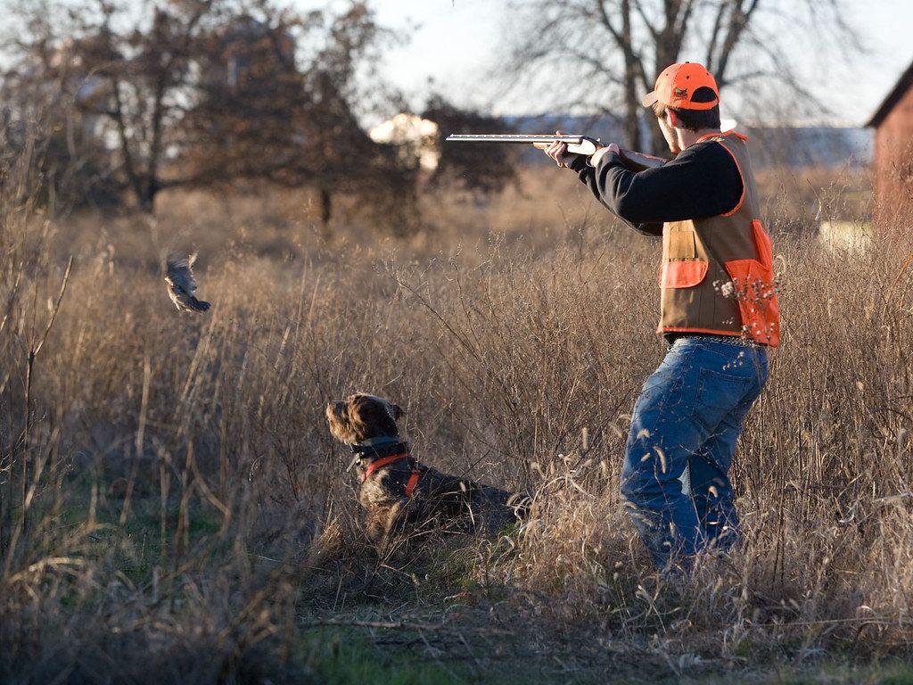 1024x768 Quail Hunter Standard Desktop Wallpaper. Bill White and his