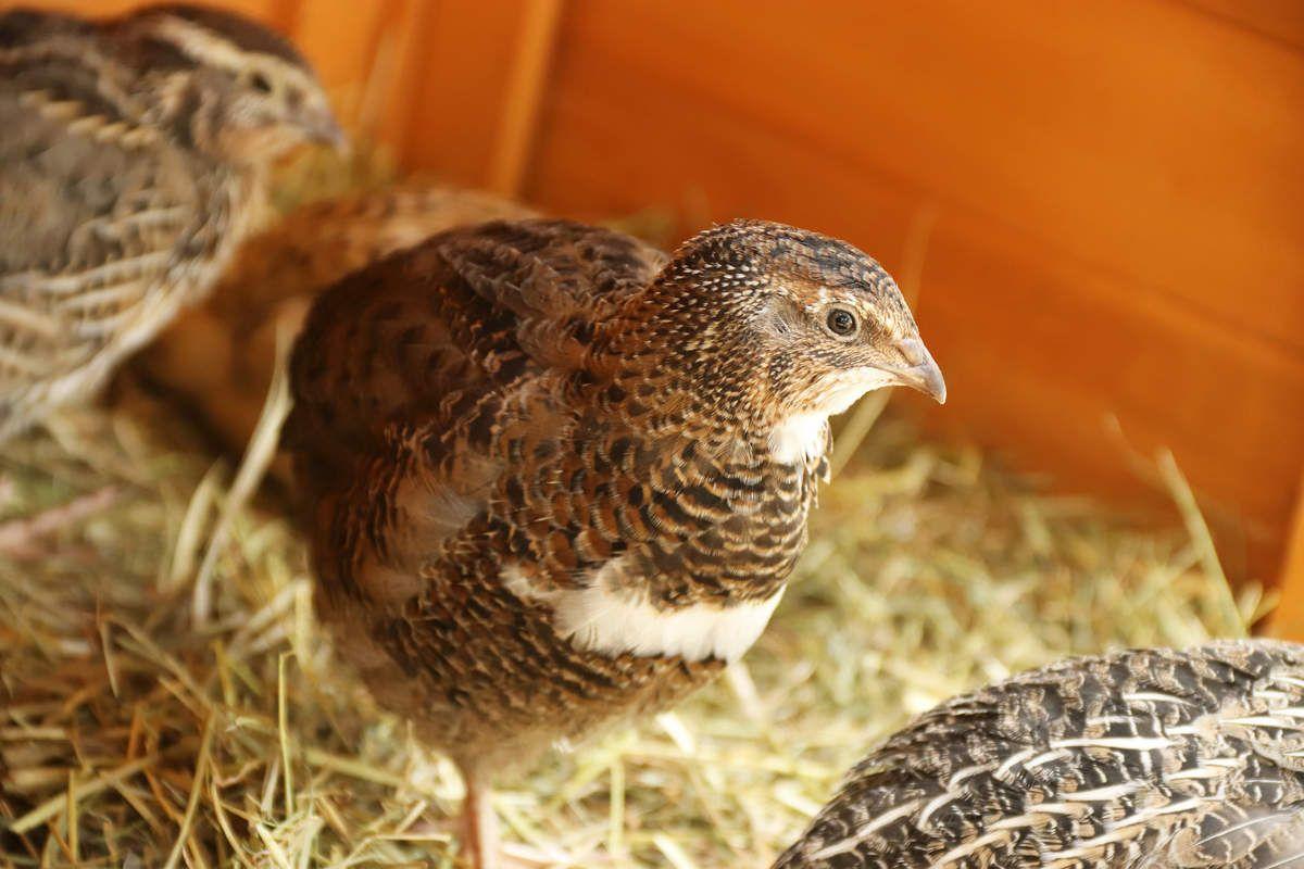 1200x800 Quails
