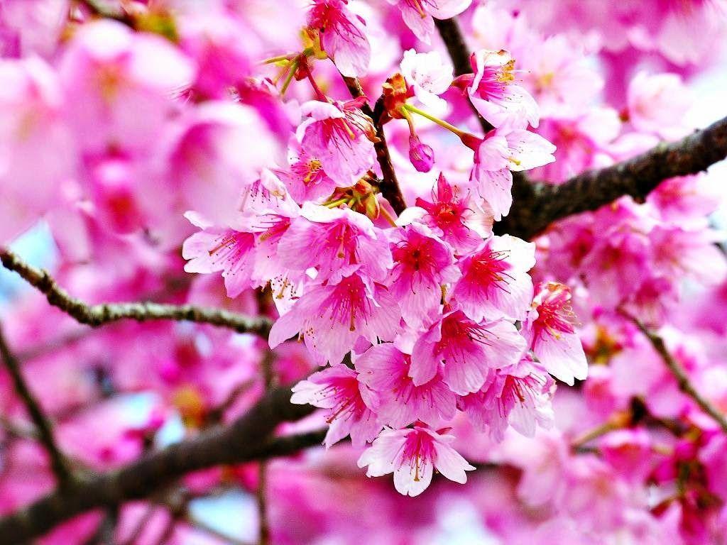 1024x768 Gambar Bunga [Flowers and gardening Ideas] Tags: Gambar bunga matahari gambar bunga mawar gambar bunga tulip gambar bunga. Bunga sakura, Wallpaper bunga, Bunga
