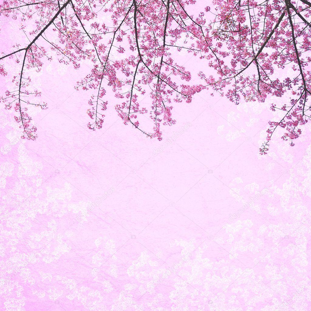 1024x1024 Background Bunga Sakura Pink - 1024x1024 - Tải xuống Hình nền HD - WallpaperTip