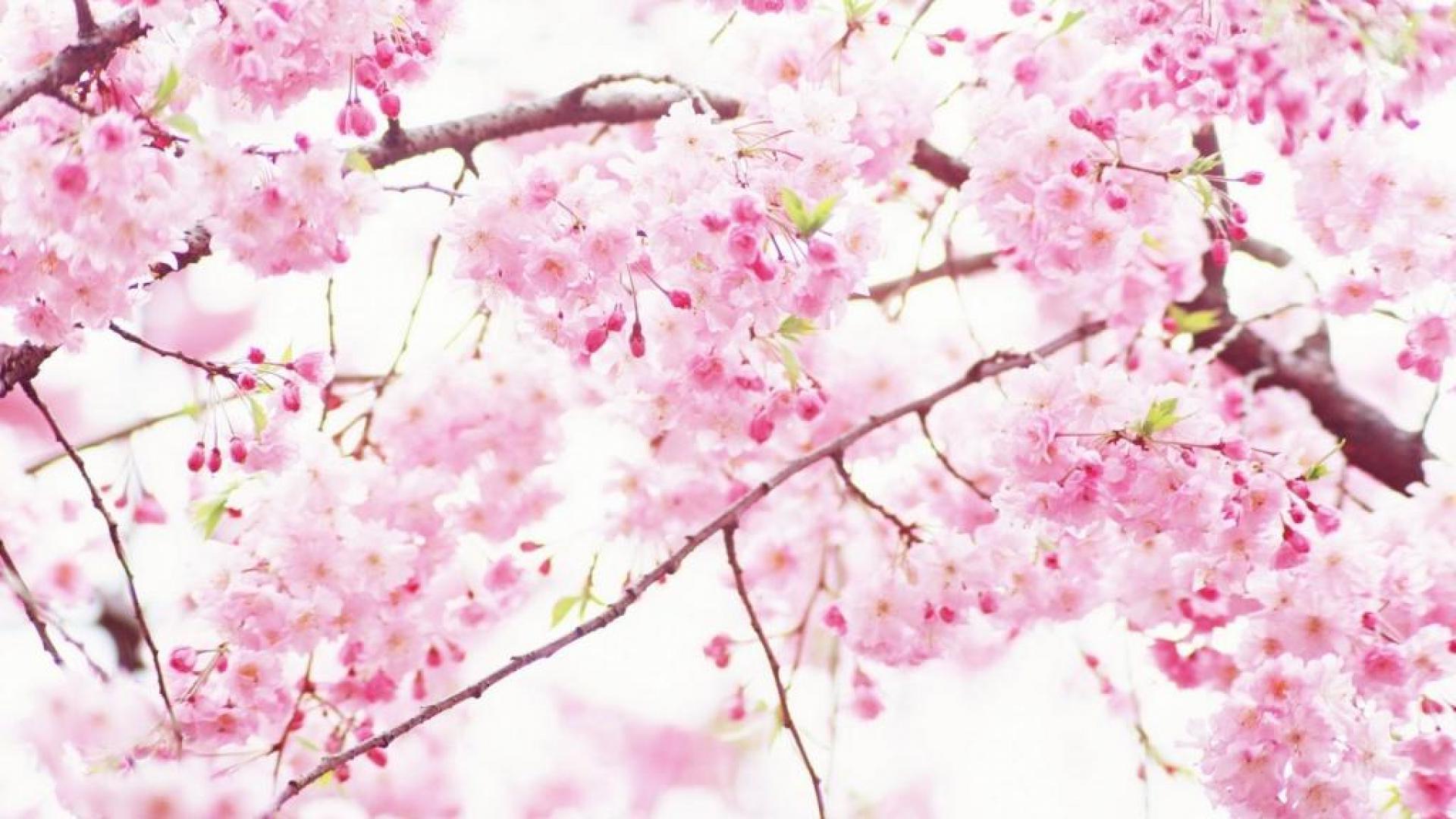 1920x1080 Wallpaper Cherry Blossom Sakura Blossom Wallpaper & Background Download