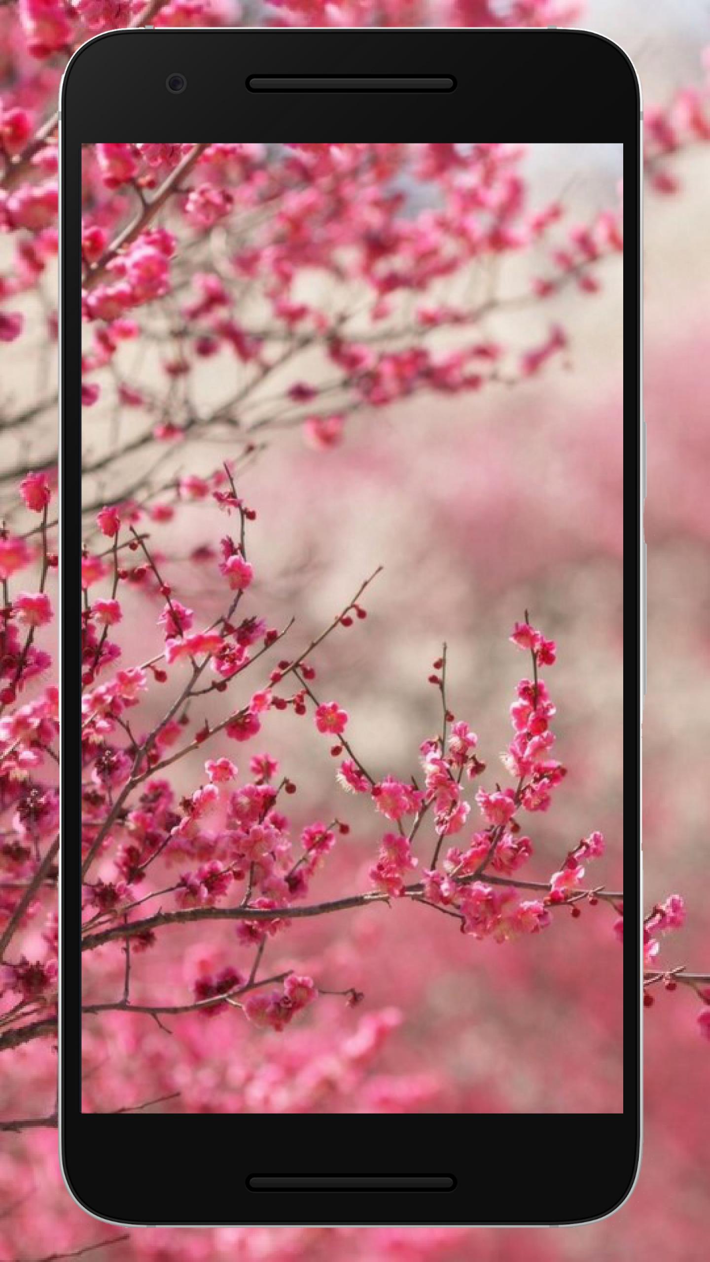 1440x2560 Sakura wallpaper HD for free for Android