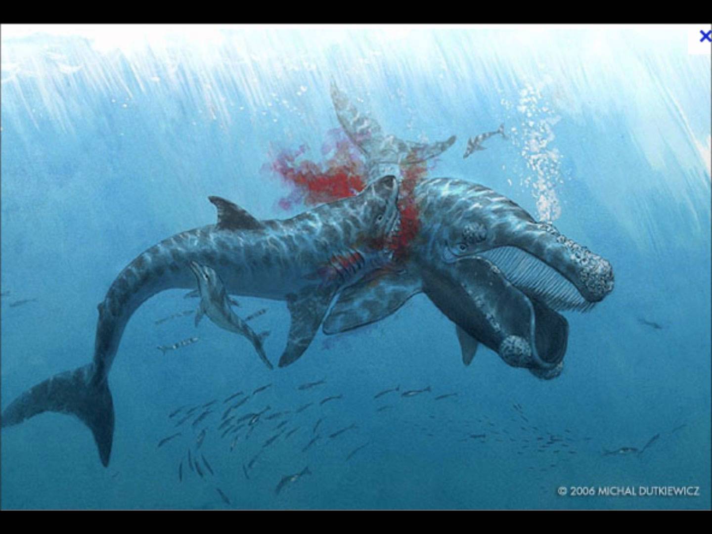 1440x1080 Megalodon wallpaperx1080