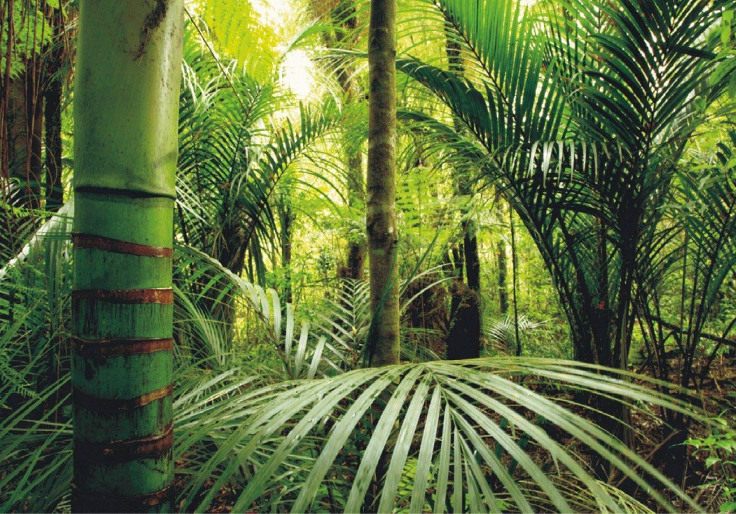 1431x1000 Wall Murals Nature. Wall mural wallpaper nature jungle wilderness plant photo 360 cm x 270. Forest wall mural, Wall murals, Mural wallpaper