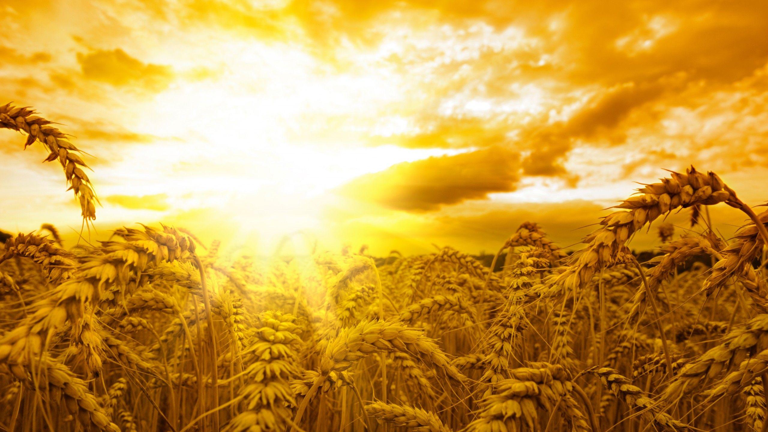 2560x1440 Wallpaper Ears, 5k, 4k wallpaper, wheat, sun, sky, yellow, Nature