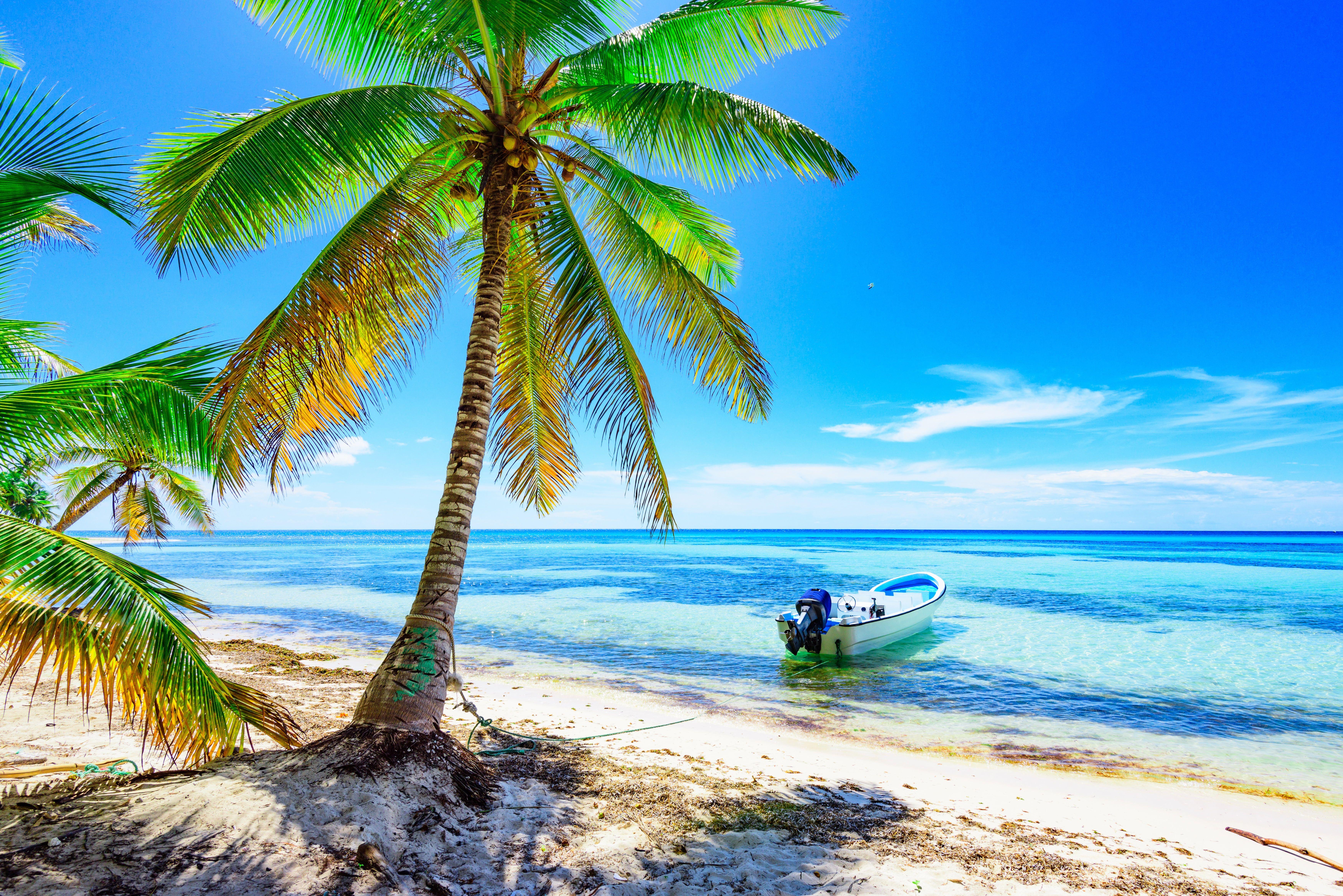 7000x4672 Palm Tree Wallpaper, Sand, Sea, Beach, The Sun, Palm Wallpaper & Background Download