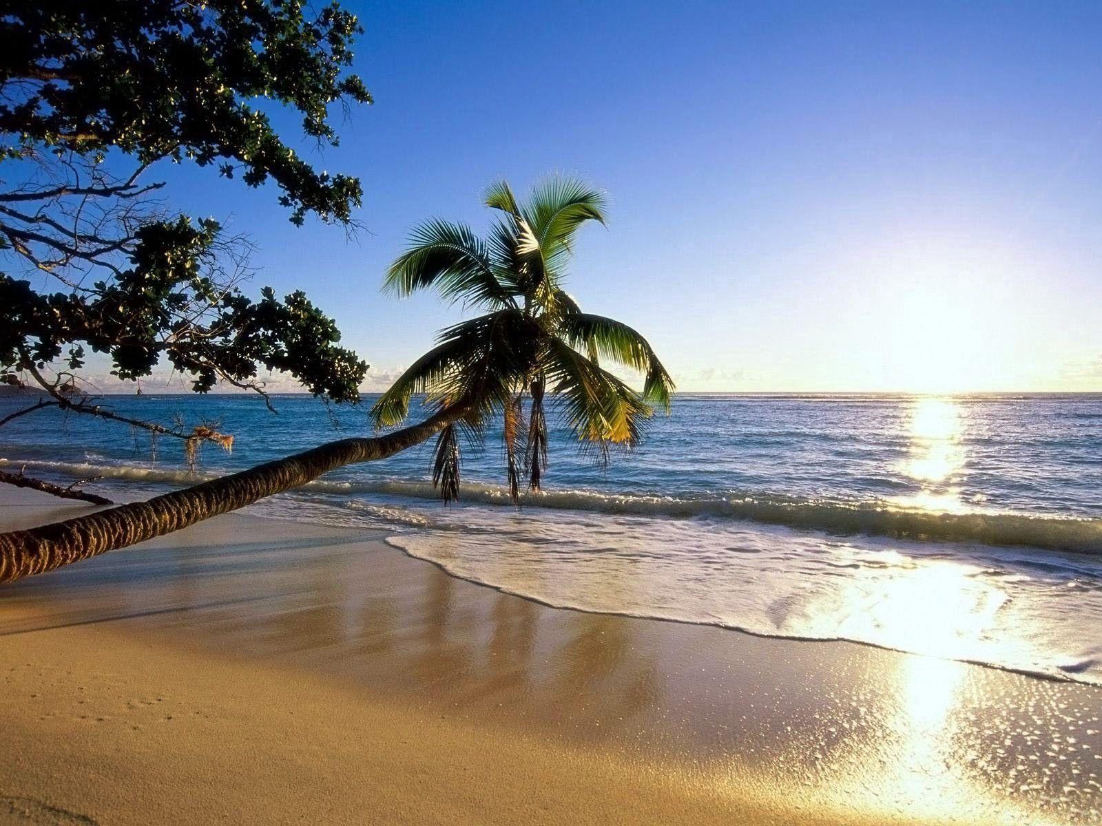1600x1200 Download wallpaper 1600x1200 palm tree, trees, beach, coast, wave, inclination, sun, sea HD background
