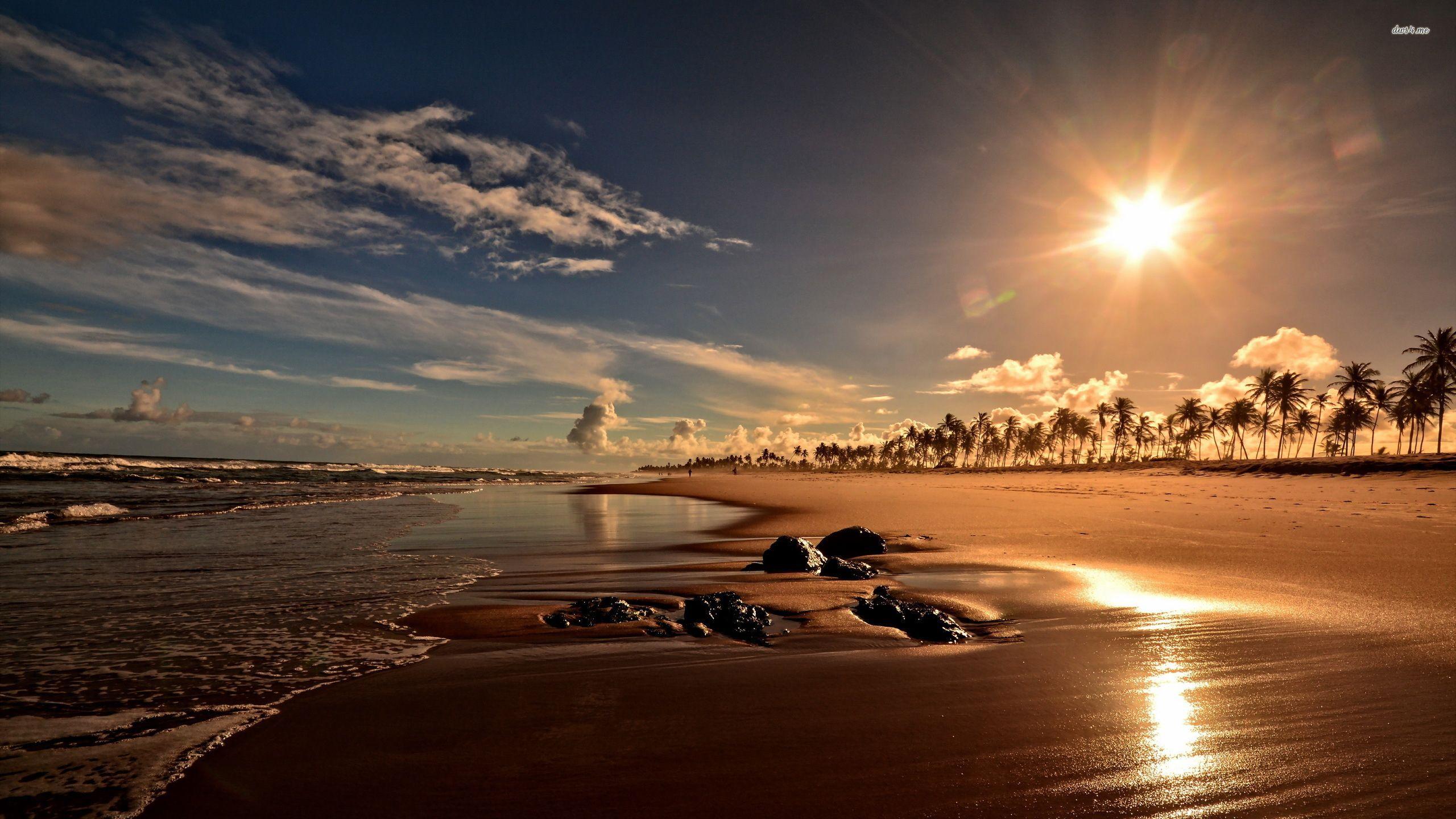 2560x1440 Sun rising above the palm tree beach wallpaper wallpaper