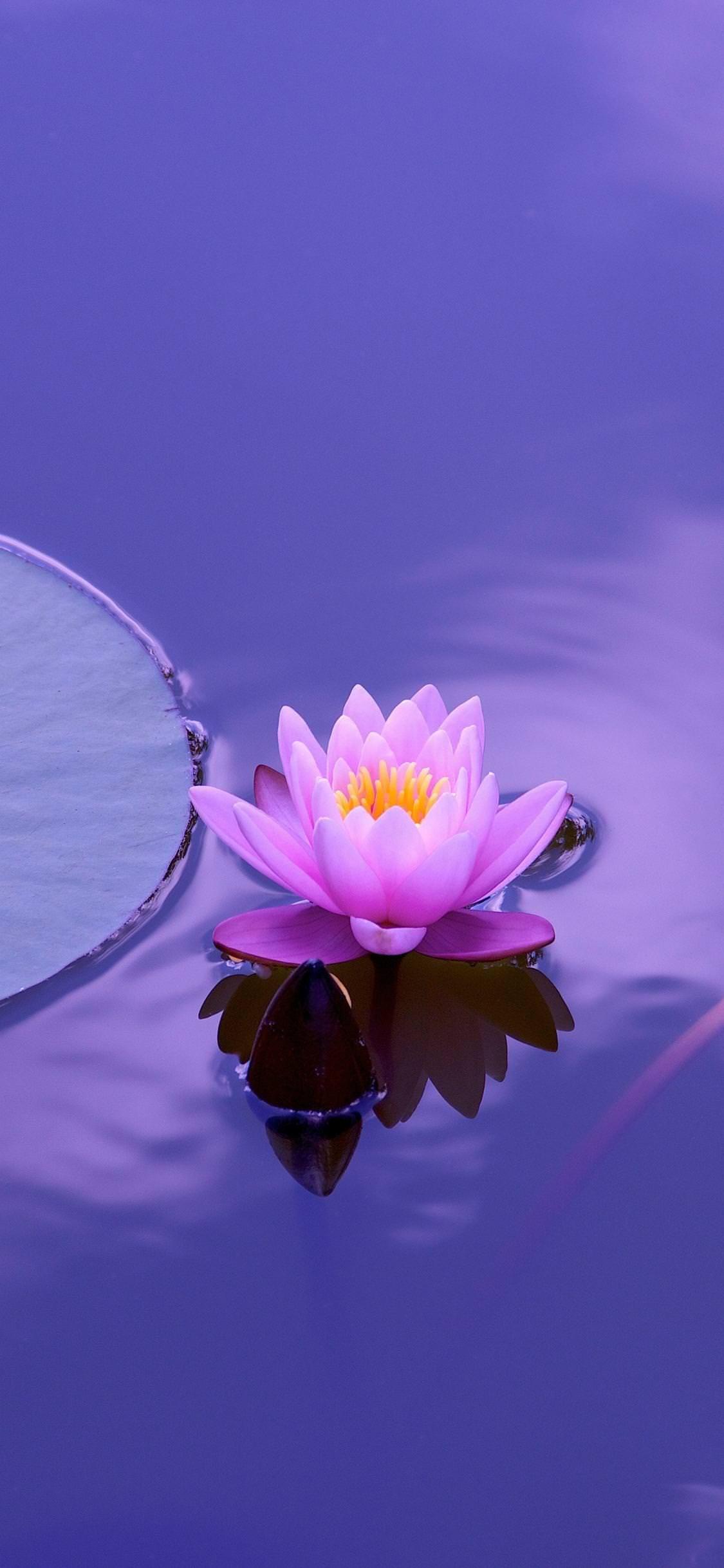 Purple Lotus Wallpapers - Top Free Purple Lotus Backgrounds -  WallpaperAccess