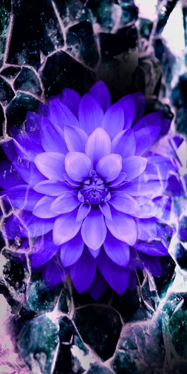 640x1280 Purple Lotus wallpaper