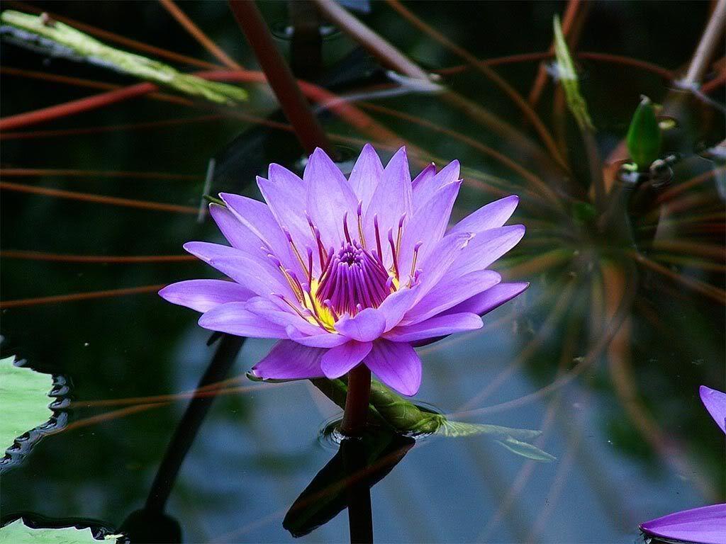 1024x768 leila A. - ''be aware and be concern'' Care2. Lotus flower wallpaper, Lotus flower image, Violet flower