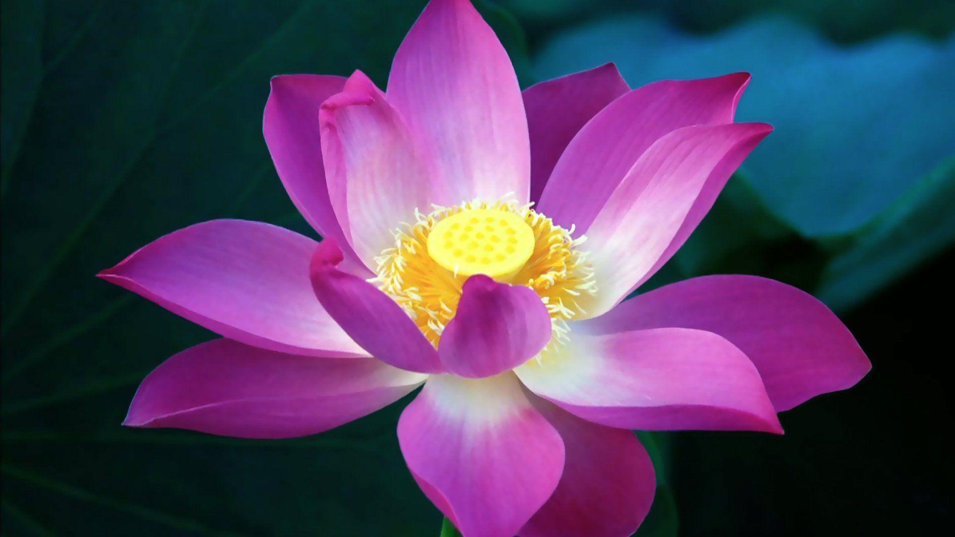 Purple Lotus Wallpapers - Top Free Purple Lotus Backgrounds