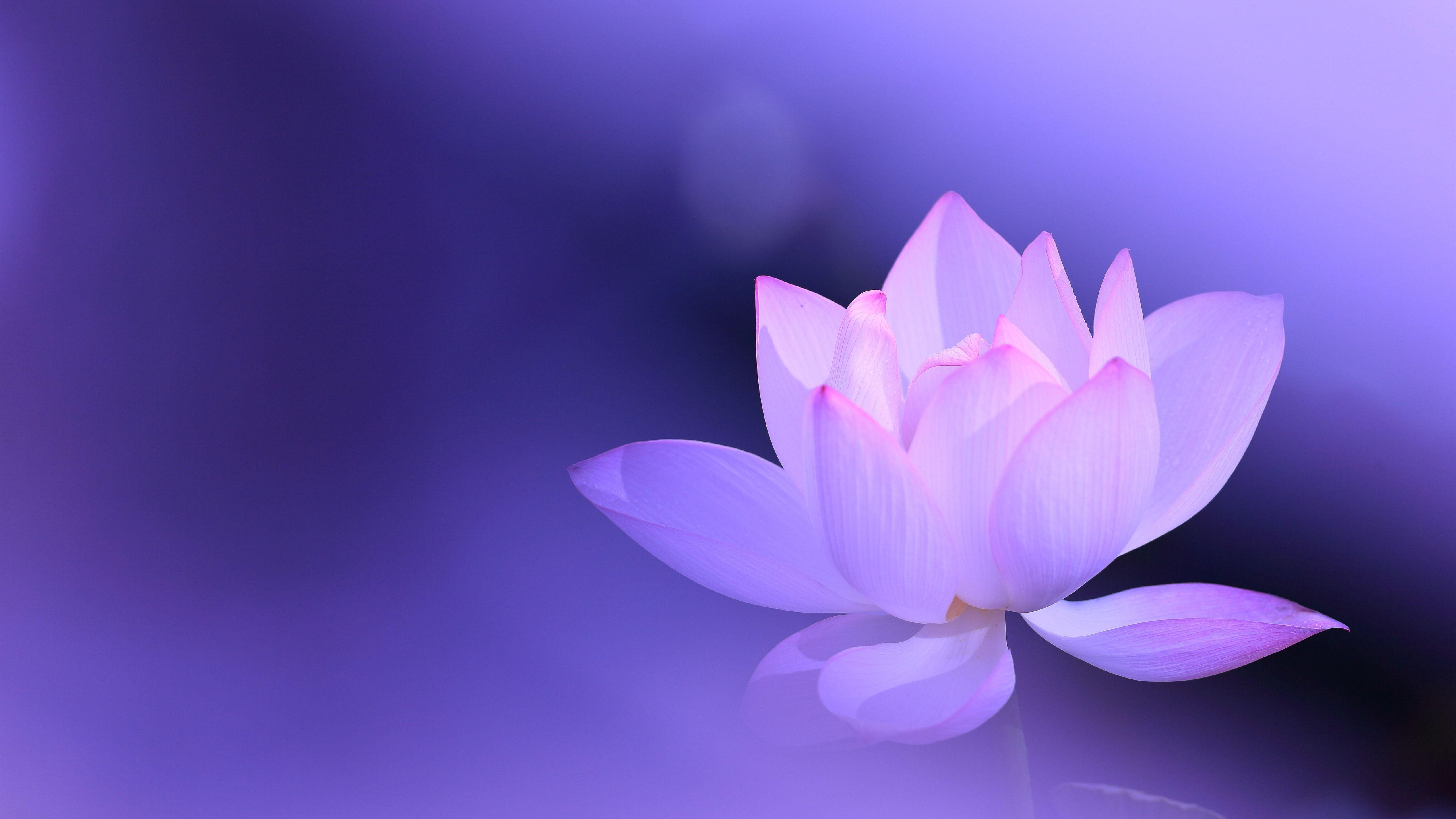 Purple Lotus Wallpapers - Top Free Purple Lotus Backgrounds - WallpaperAccess