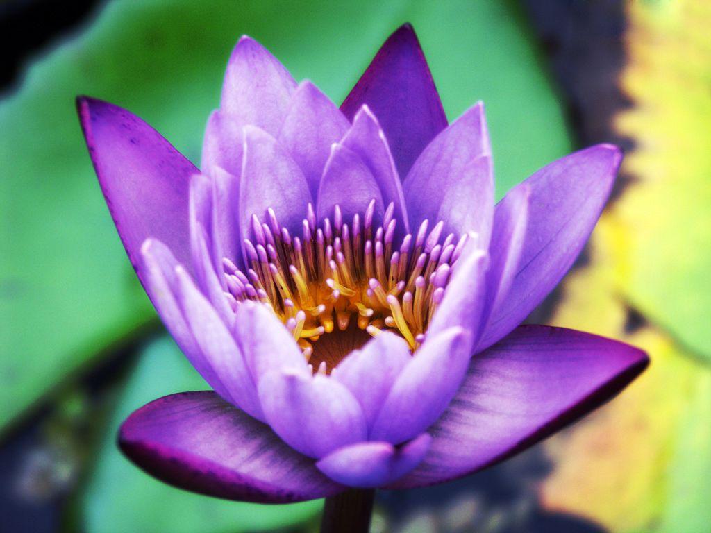 1024x768 Purple Lotus wallpaperx768