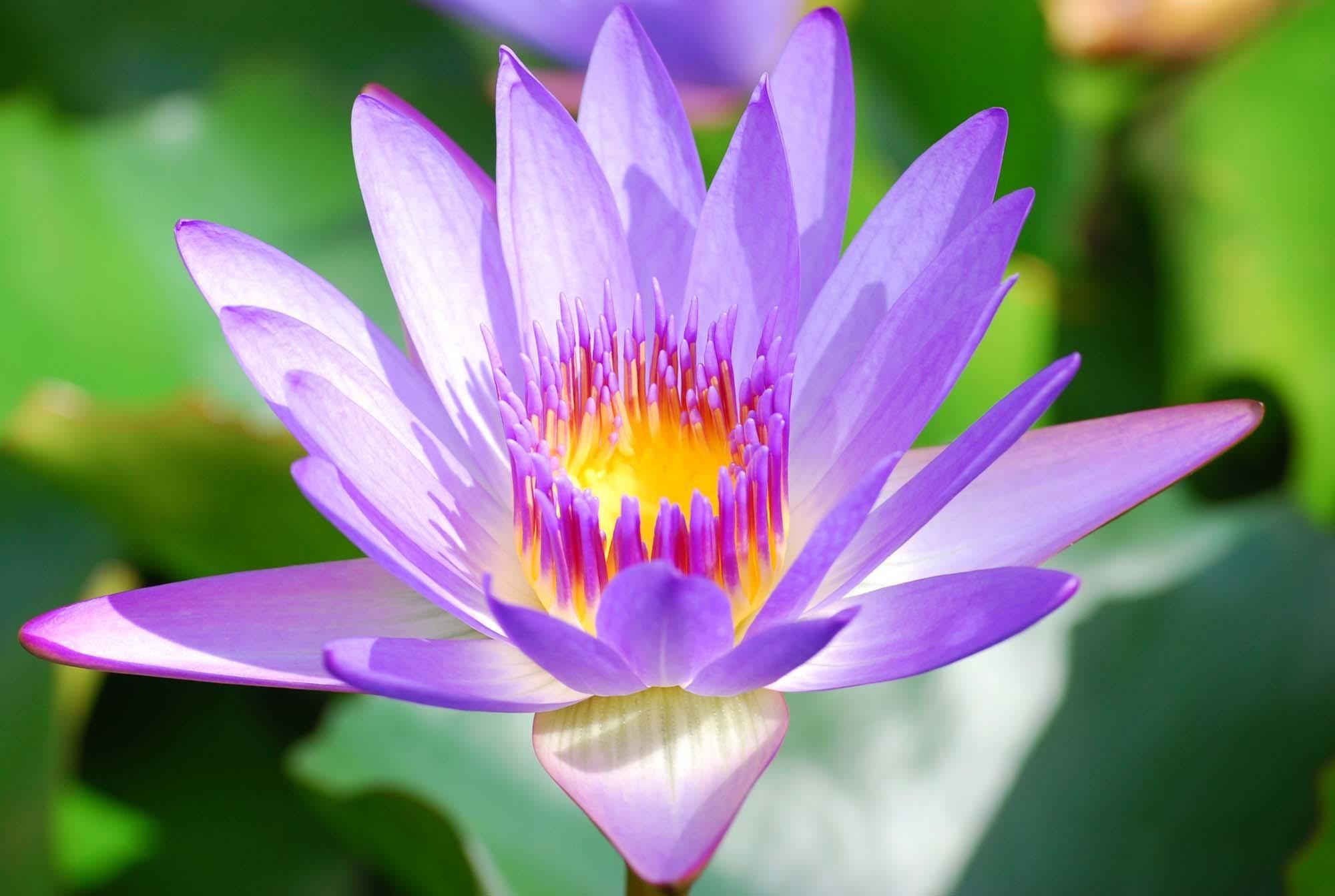 Purple Lotus Wallpapers - Top Free Purple Lotus Backgrounds ...