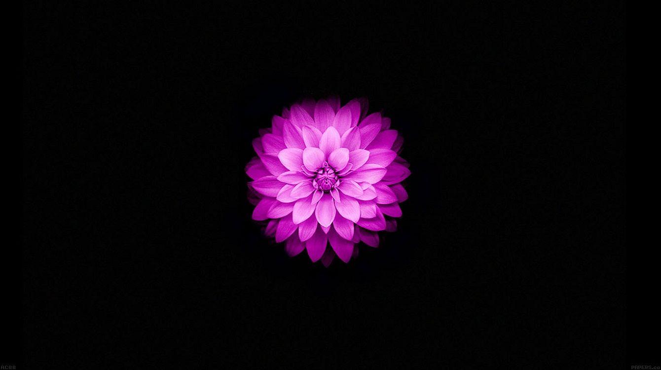 1340x750 Free download Apple iPhone 6 and iPhone 6s Wallpaper with Purple Lotus Flower in [1340x750] for your Desktop, Mobile & Tablet. Explore Apple Live Wallpaper iPhone 6s