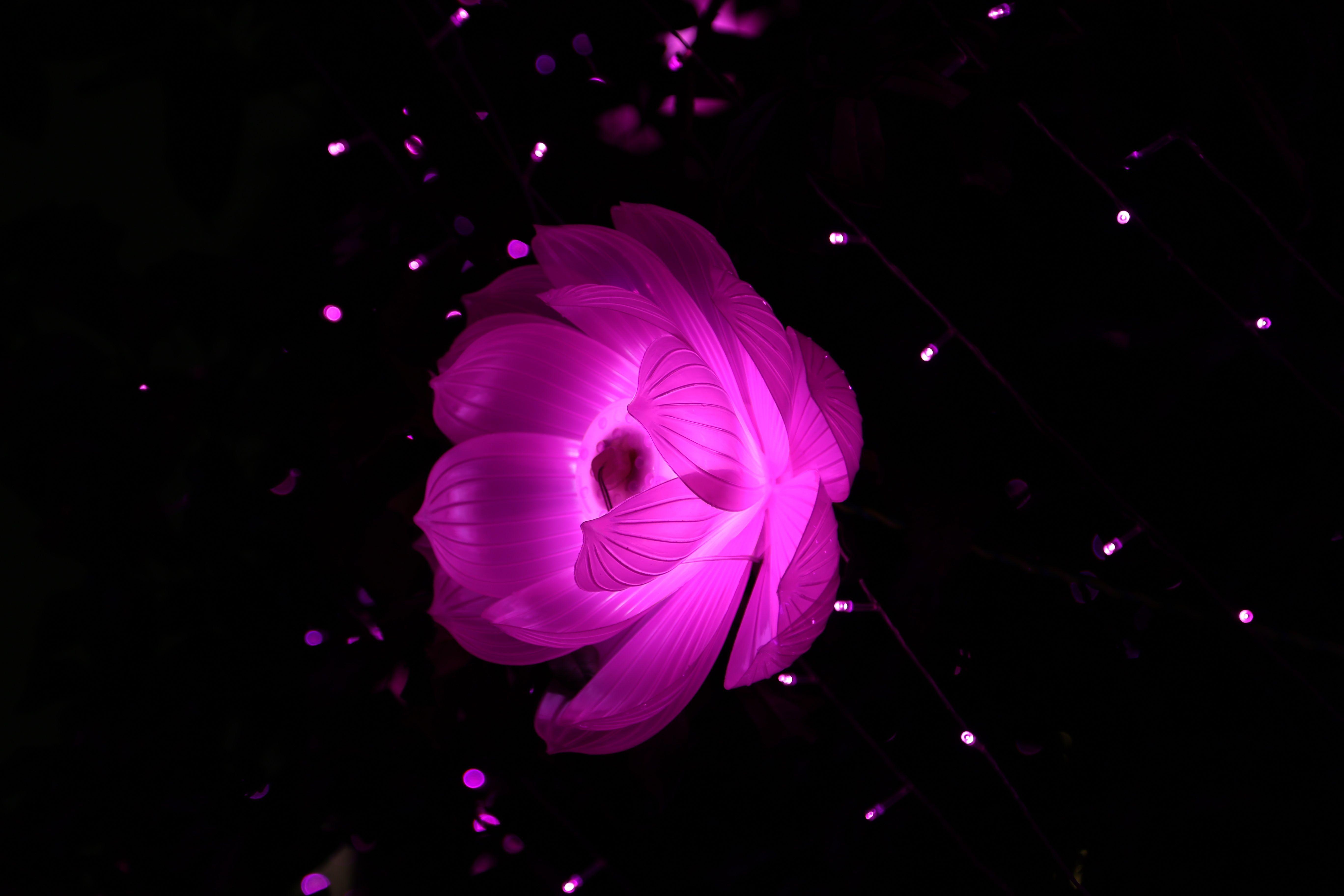 5472x3648 Purple Lotus Flower in Bloom · Free