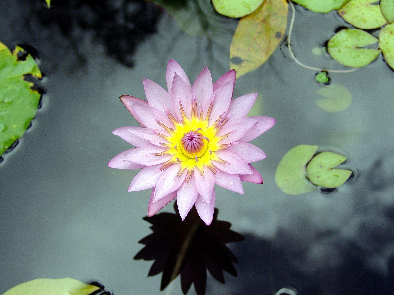 1600x1200 Purple Lotus Flower Wallpaper