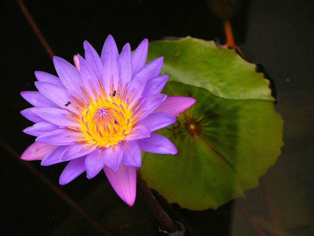 1024x768 Flower HD Wallpaper, Image, PIctures, Tattoos and Desktop Background : Purple Lotus Flower