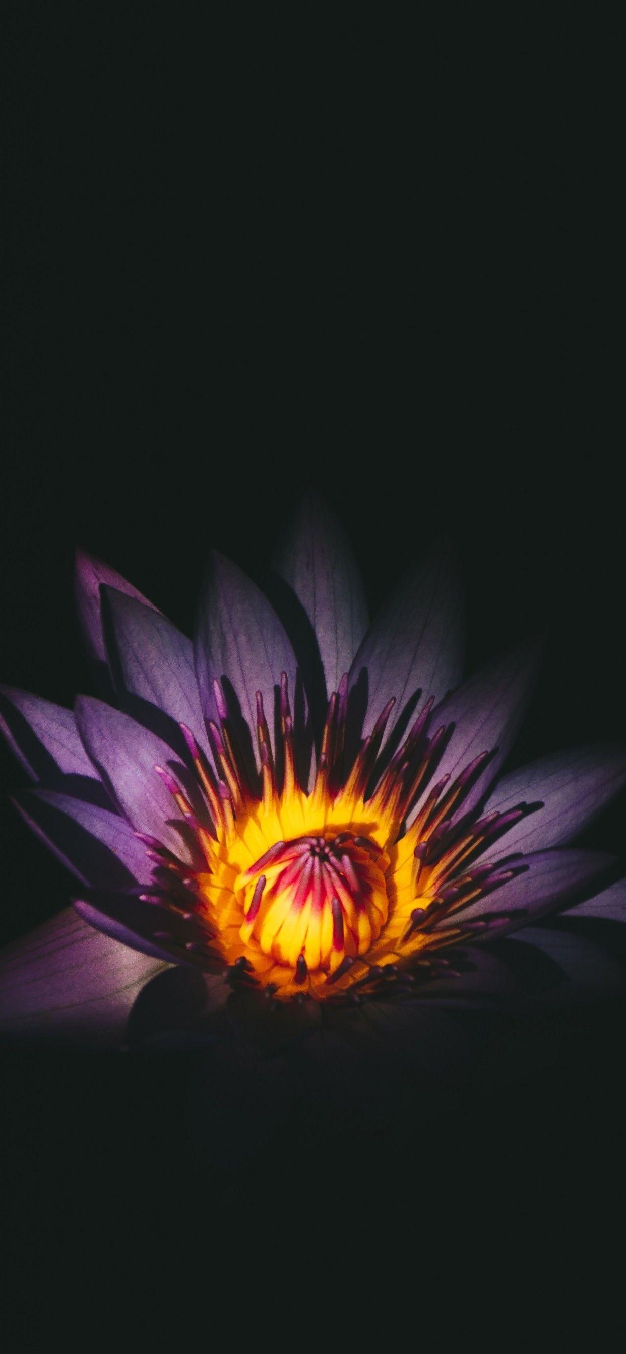 1242x2688 Download 1242x2688 Purple Lotus, Macro Wallpaper for iPhone XS Max