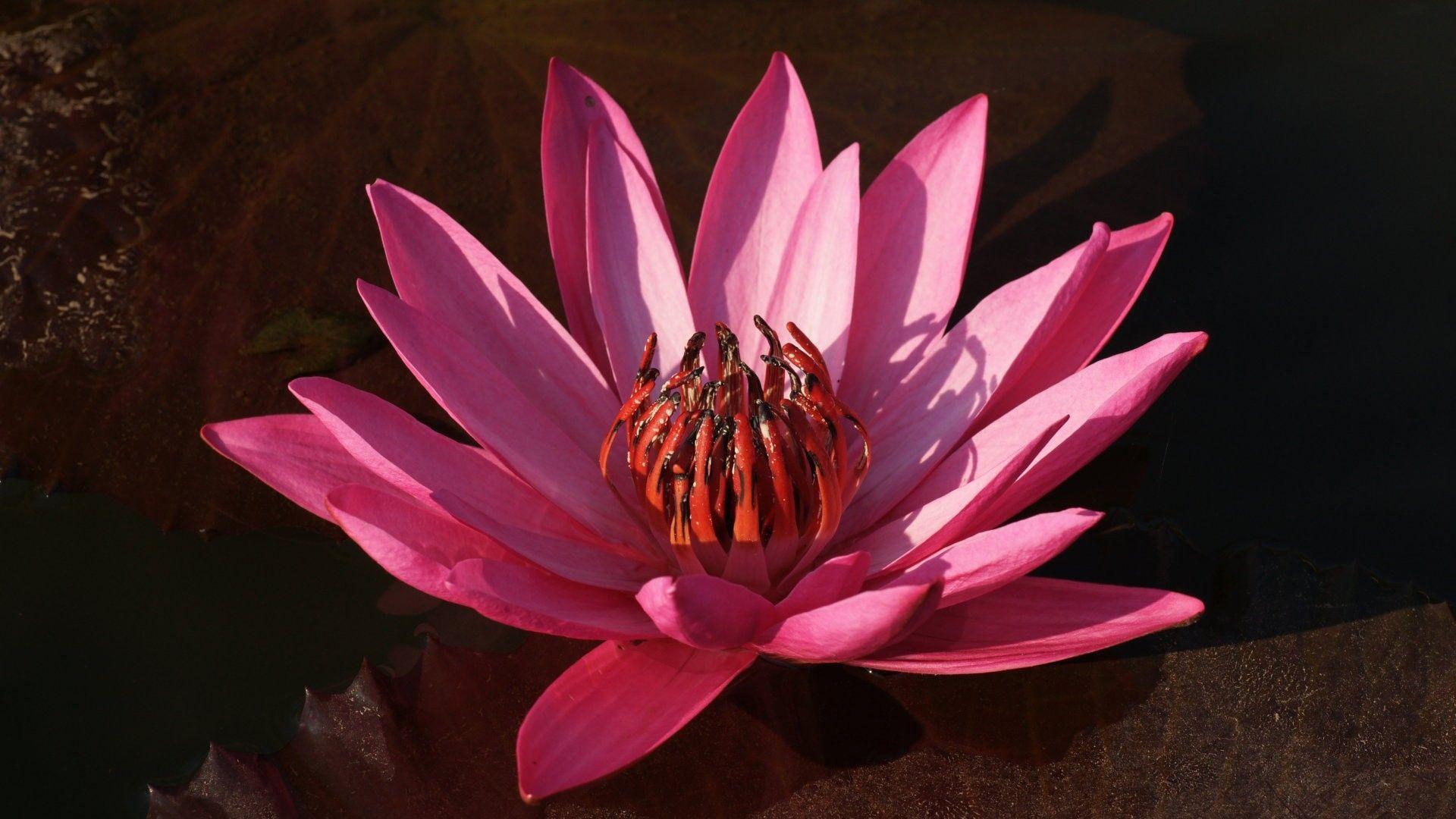 1920x1080 Wallpaper, purple, lotus, widescreen, flowers, flower